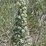 Phacelia heterophylla Flower