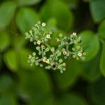 Causonis trifolia