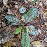 Hieracium venosum Liść