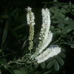 Entada polystachya Flor