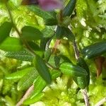 Vaccinium oxycoccos Лист