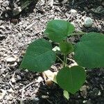 Gossypium herbaceum Leaf