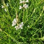 Asystasia charmian फूल