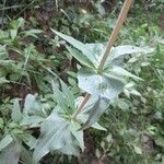 Centranthus ruber Leht
