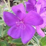 Tibouchina urvilleana Flor