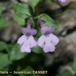 Micromeria marginata Flor
