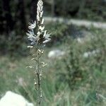 Asphodelus cerasifer Blüte