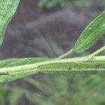 Sida linifolia Blatt