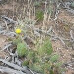 Some kind of opuntia but not sure whichLeaf