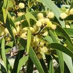 Acacia koa Flower