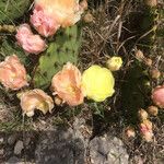 Opuntia atrispina Natur