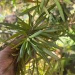 Podocarpus macrophyllus Leaf