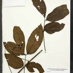Paullinia stellata 其他