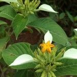 Mussaenda frondosa Kwiat