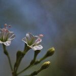 Commicarpus plumbagineus Blüte