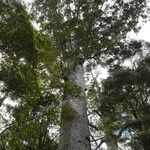 Agathis australis List