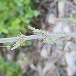 Launaea mucronata Bark