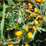 Hippophae rhamnoides Frucht