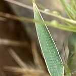 Aegilops geniculata Hoja