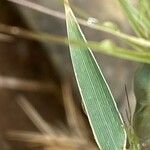 Aegilops geniculata Feuille