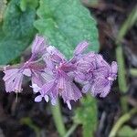 Salvia verticillata Fleur