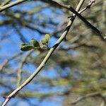 Parkinsonia florida List