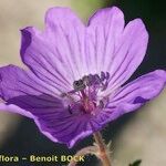 Geranium malviflorum Çiçek