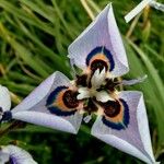 Moraea villosa Květ