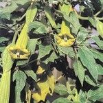 Brugmansia sanguinea Habit