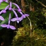 Arnottia mauritiana Λουλούδι