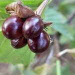 Rhodotypos scandens Fruit