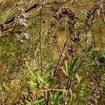 Vitex negundo Blad