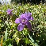 Gentianella germanica Flor