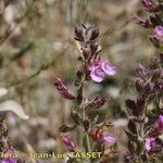 Teucrium webbianum Flor
