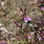 Teucrium webbianum