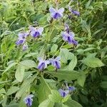 Rotheca myricoides Blomst