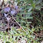 Astragalus austriacus Leaf