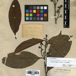 Ocotea neesiana Hoja