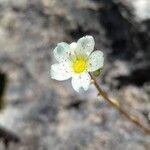 Saxifraga paniculataBloem