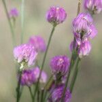 Polygala longicaulis Λουλούδι