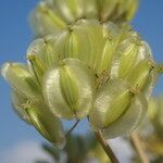 Thapsia garganica Fruit