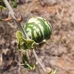 Solanum arundo Плод