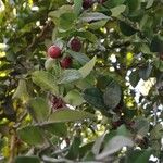 Triphasia trifolia Fruit