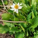 Caltha leptosepala Lorea