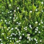 Diosma hirsuta 葉