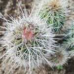 Echinocereus engelmannii Yaprak