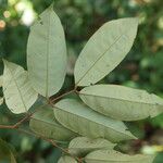 Anthonotha macrophylla Leaf