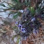 Petromarula pinnata फूल