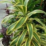 Dracaena reflexaKoor