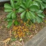 Schefflera arboricola Frucht